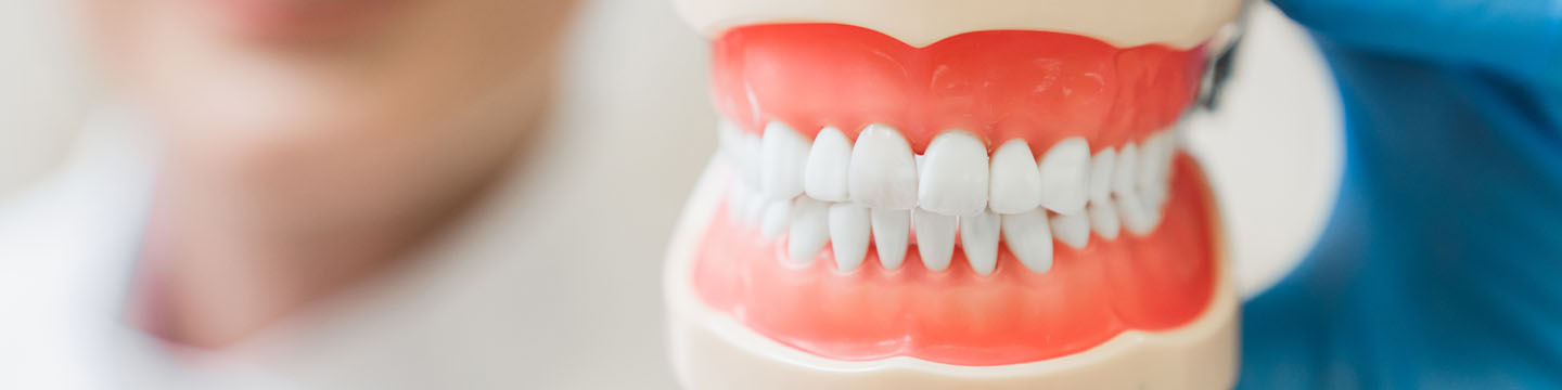Periodontoloji diş maketi